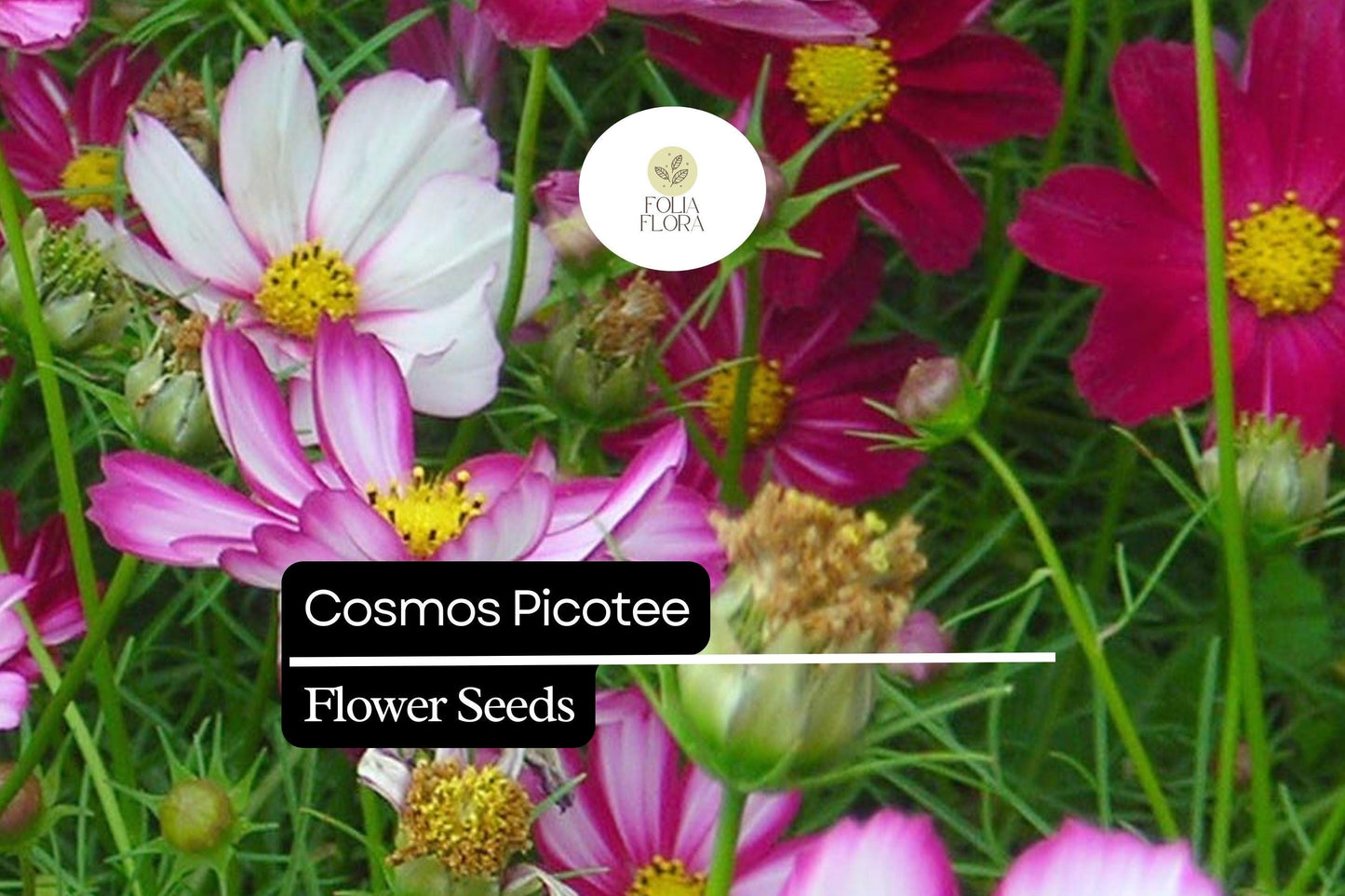 1g Cosmos Picotee Seeds, Unique Bicolor Blooms, Hardy Annual Wildflower for Pollinator Gardens