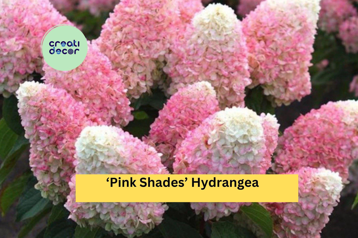 Pink Shades Hydrangea | Hydrangea macrophylla | Live Well Rooted Starter Plant | Ornamental Shrub