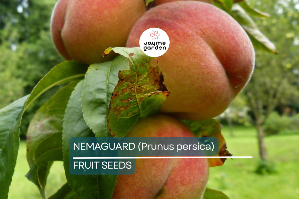 3 Peach Tree Seeds - Dwarf Loring Nemaguard (Prunus persica) - Fast-Growing Hardy Fruit Tree