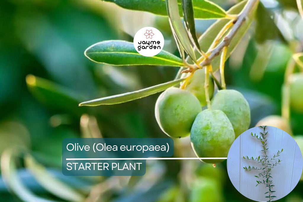 Olive Tree Starter Plant – Live Fruit Tree (Olea europaea) | Hardy Mediterranean Herb | Mature 20-30 feet tall