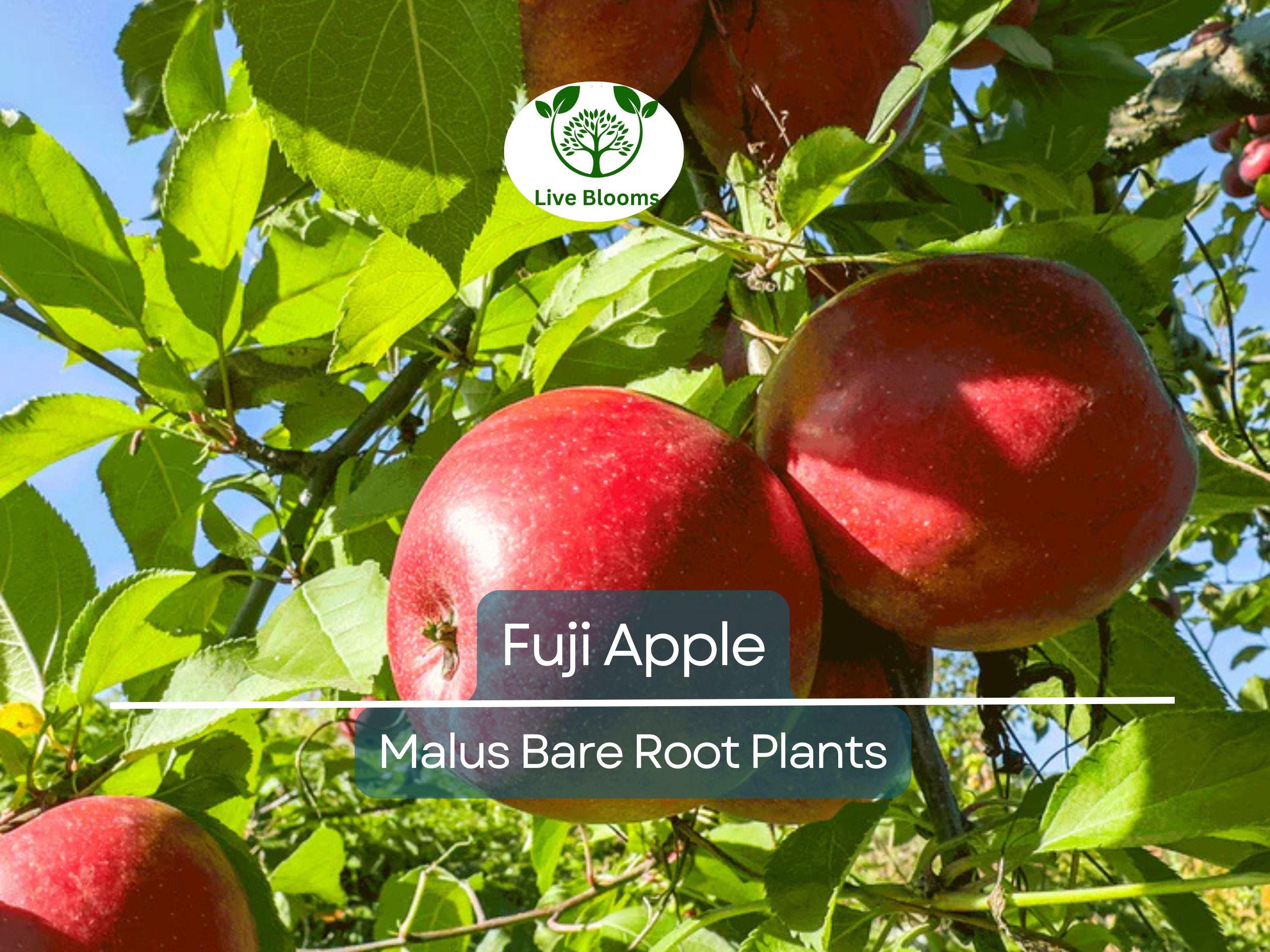 1 Fuji Apple Tree – Live Bare Root Fruit Tree (12–15") – Crisp, Sweet Apples – Cold Hardy, Self-Fertile, Great for Backyard Orchards