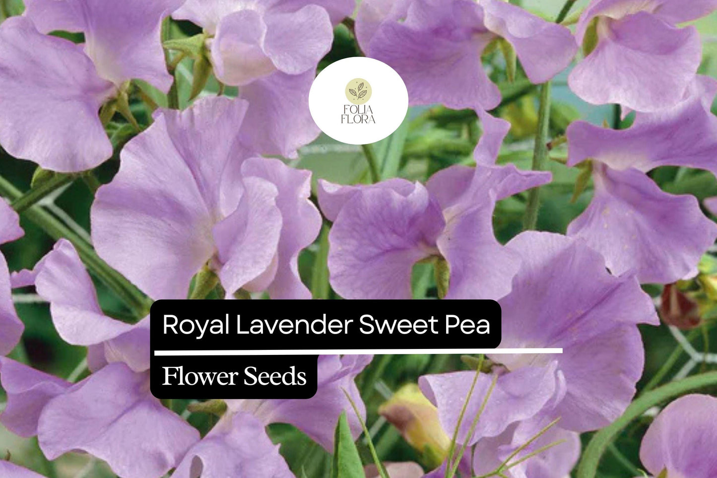 Royal Lavender Sweet Pea (Lathyrus odoratus) – Fragrant Blooms, Lavender Purple Flowers, Ideal for Gardens & Bouquets