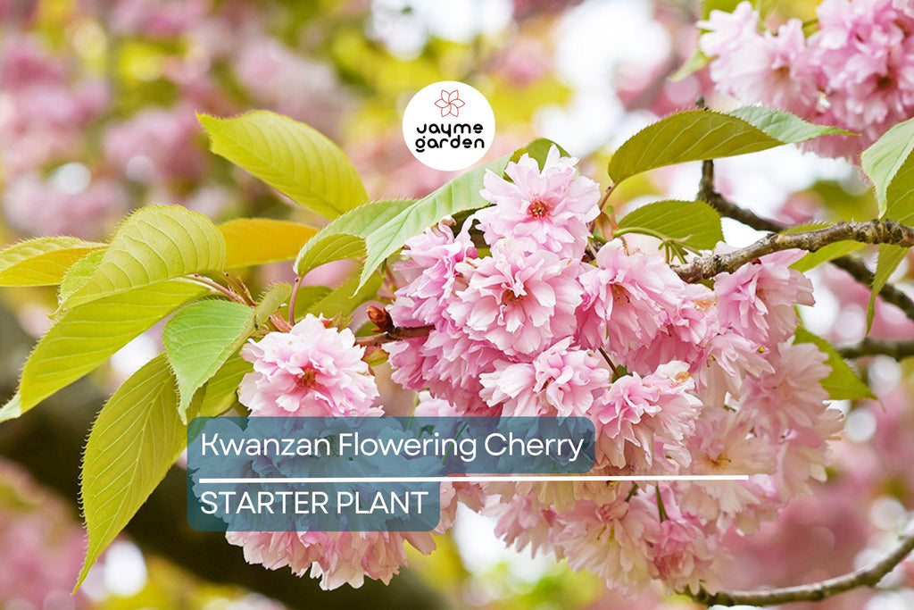 Kwanzan Flowering Cherry Tree – 1-2 Ft Live Bare Root | Pink Blooms | Fast Growing | Ready to Plant | Perfect for Home Gardens