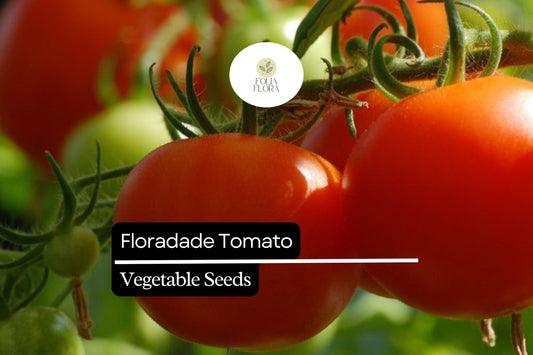 50 Seeds Floradade Tomato (Solanum lycopersicum) – Heat-Tolerant, High-Yielding Variety