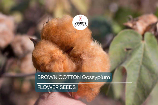 50 Brown Cotton Seeds – Heirloom Gossypium, Non-GMO, USA Seller