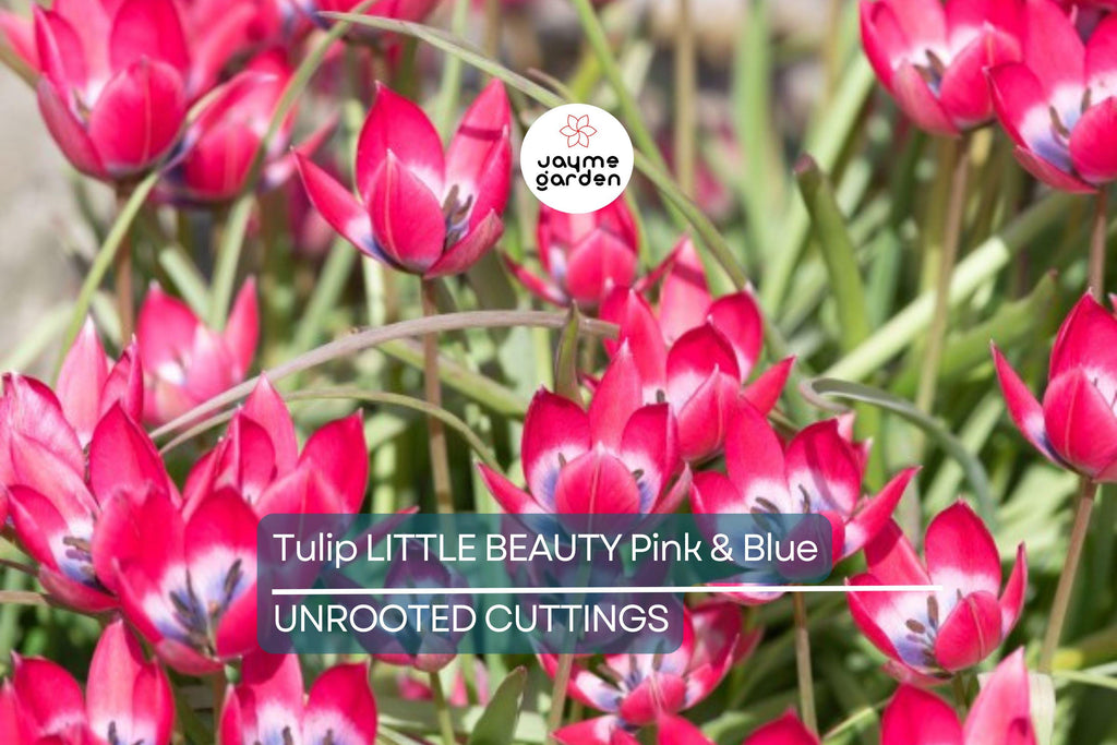 Tulipa ‘Little Beauty’ – 5 Tulip Bulbs, 6" Dwarf Variety, Pink & Blue Blooms, Perennial, Easy to Grow