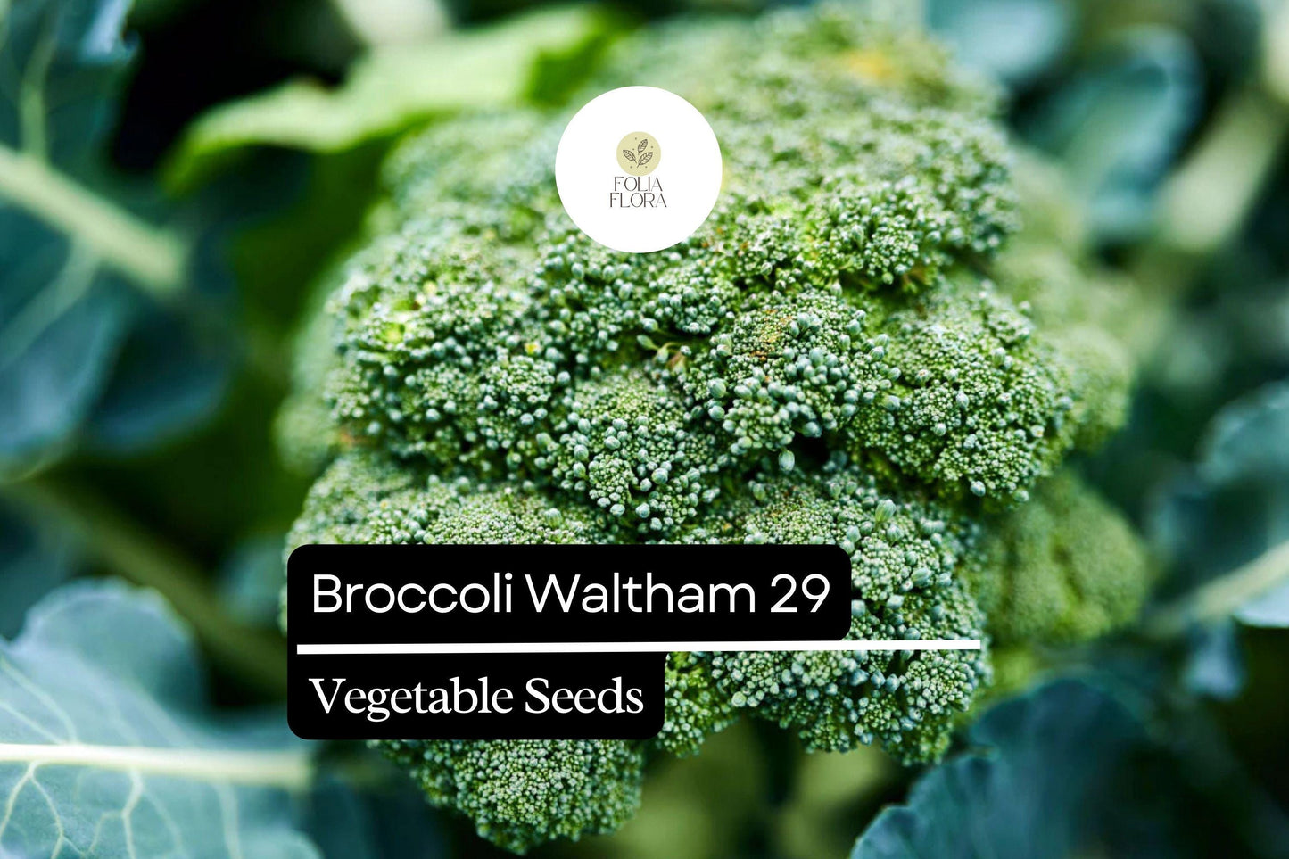 500 Waltham 29 Broccoli Seeds – Brassica oleracea – Heirloom, Cold-Hardy, High-Yield, Sweet & Tender