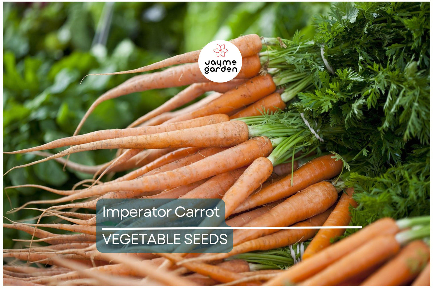 2,000 Imperator Carrot Seeds - Heirloom, NON-GMO, All-America Selections, Free Shipping