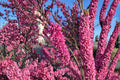 Cercis chinensis – Chinese Redbud Tree 10 Seeds | Ornamental Flowering Tree | Brilliant Pink Blooms | Elegant Landscape Accent