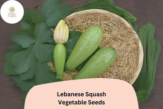 25+ Lebanese Squash Seeds for Planting | Cousa Summer Squash | Heirloom Middle Eastern Vegetable Garden Seeds