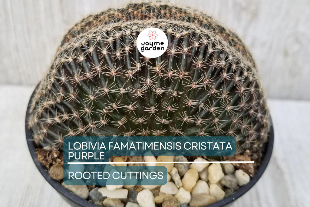 LOBIVIA FAMATIMENSIS CRISTATA purple - Rare Grafted Cactus, Brain Coral Shape, Orange Blooms