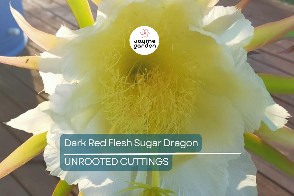 Dark Red Flesh Sugar Dragon Cuttings – 8" to 10" Unrooted Dragon Fruit Cuttings