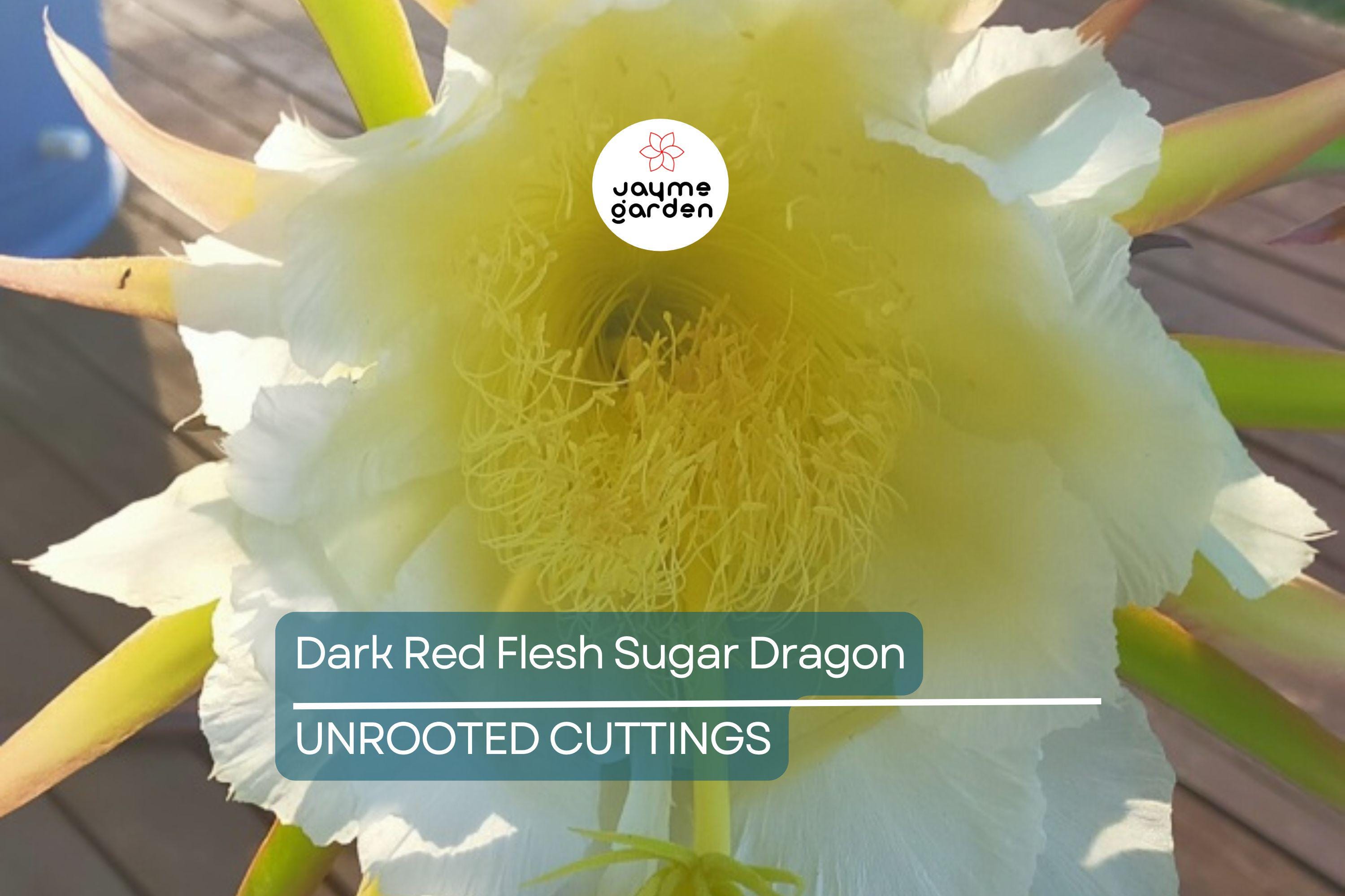 Dark Red Flesh Sugar Dragon Cuttings – 8" to 10" Unrooted Dragon Fruit Cuttings