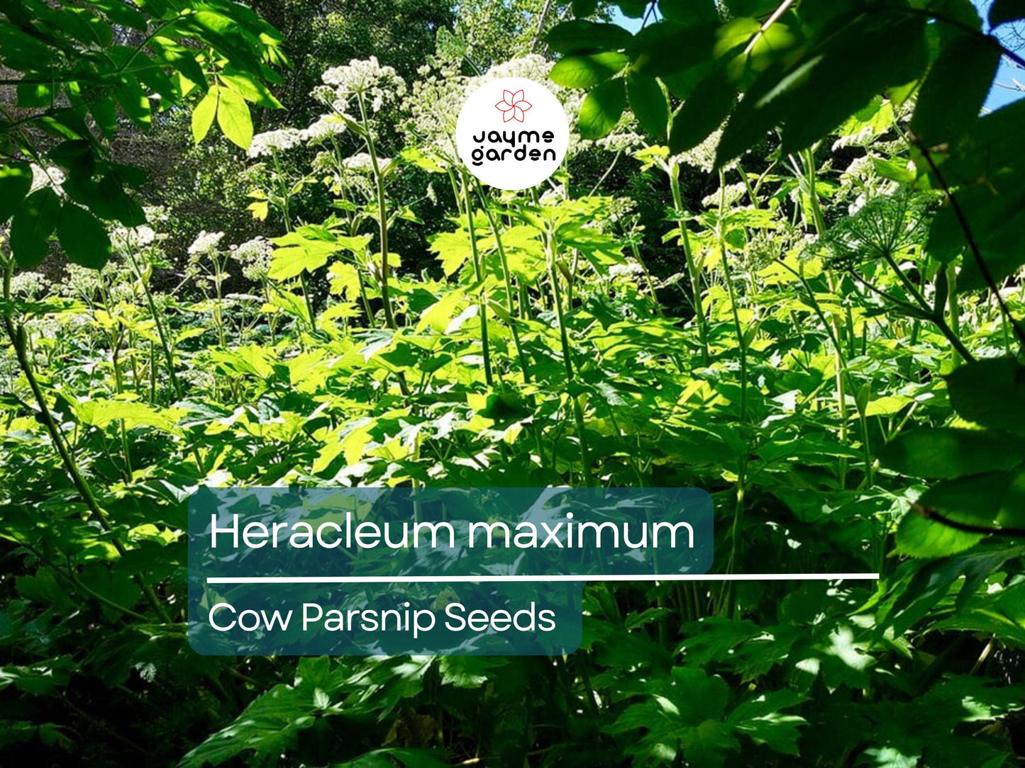 75 Seeds Heracleum Maximum | Cow Parsnip for Planting | Native Wildflower | Tall White Blooms | Pollinator-Friendly Perennial for Gardens