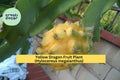 Yellow Dragon Fruit Plant (Hylocereus megalanthus) – Live Rooted Palora Variety, 6–8" Tall, Tropical Cactus Vine for Patio or Greenhouse
