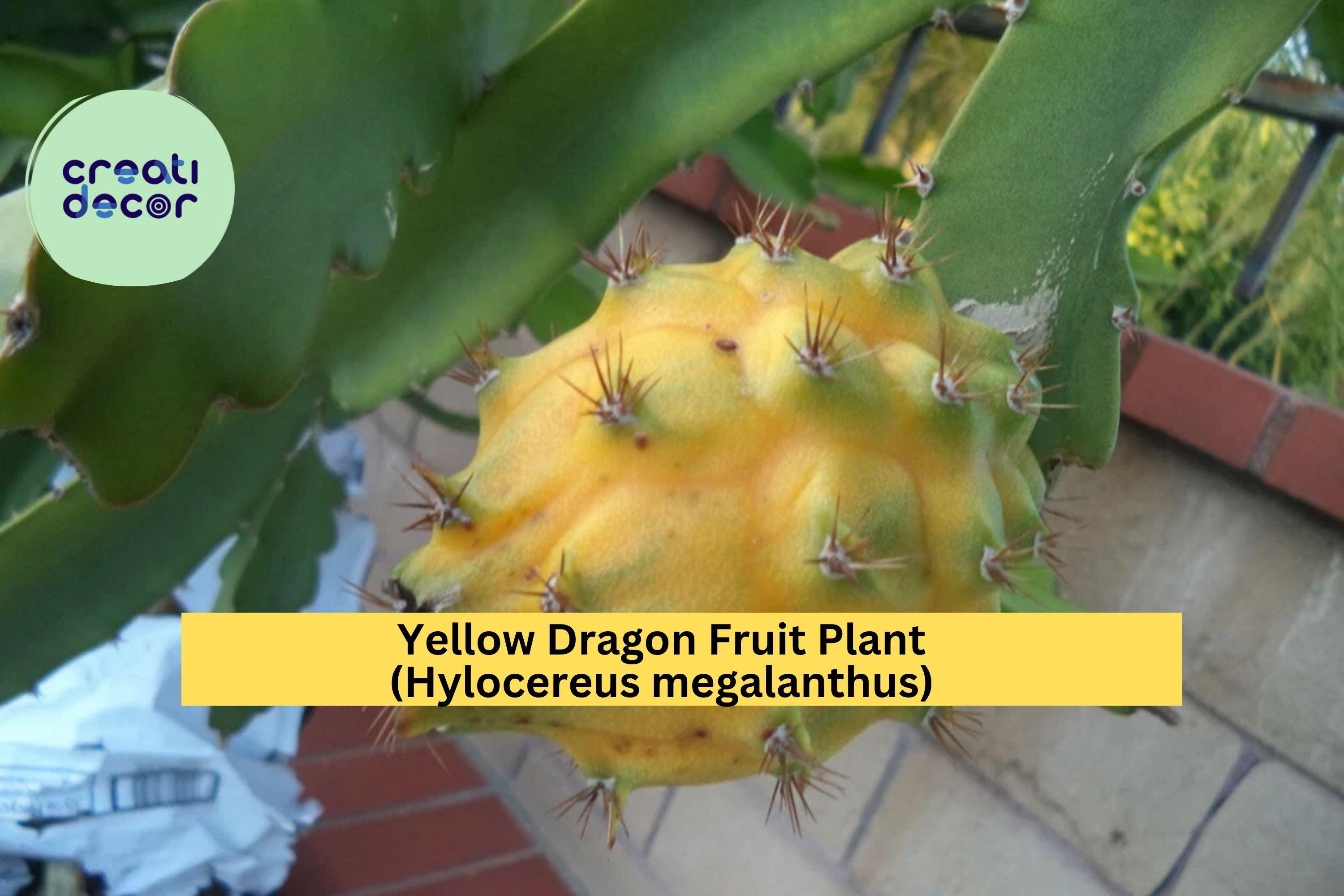 Yellow Dragon Fruit Plant (Hylocereus megalanthus) – Live Rooted Palora Variety, 6–8" Tall, Tropical Cactus Vine for Patio or Greenhouse