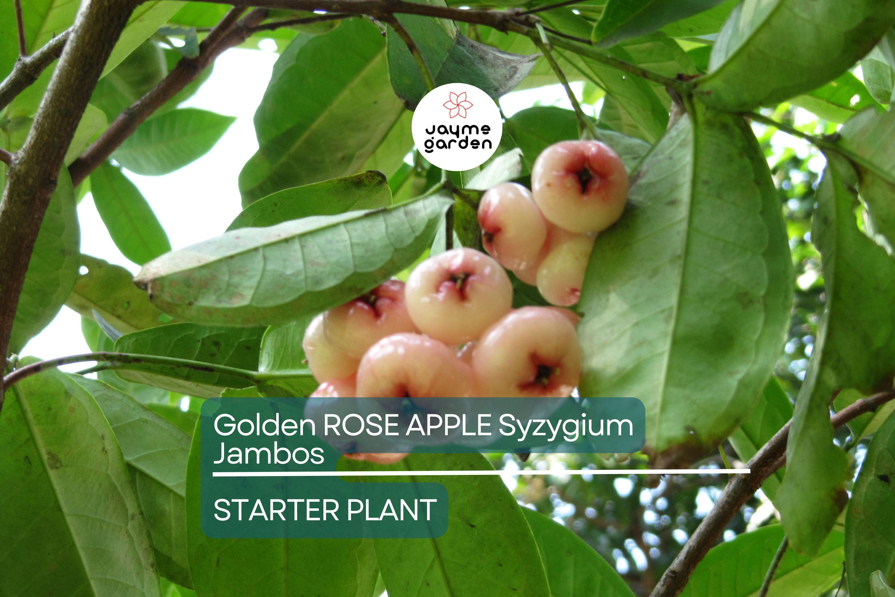 Golden Rose Apple (Syzygium jambos) – Live Rooted Plant, 4”+ Tall, Tropical Fruit Tree