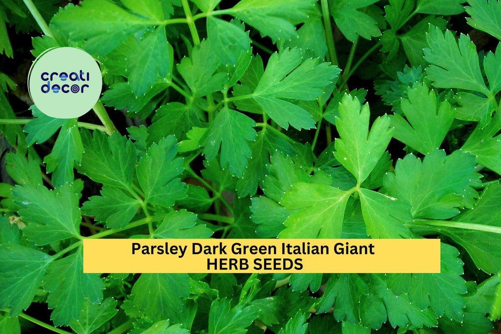 3pcs of 1g Italian Giant Parsley Seeds – Dark Green Leaves, Heirloom Herb for Garden, Pots, and Culinary Use Seeds for Planting