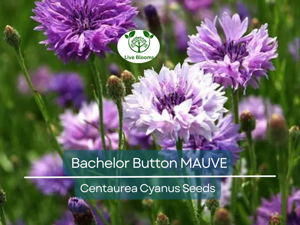 200 Seeds Cornflower / Bachelor Button MAUVE Heirloom Flowers - Centaurea Cyanus Non-GMO, Spring Plant, Easy to Grow, Garden Flower Seeds