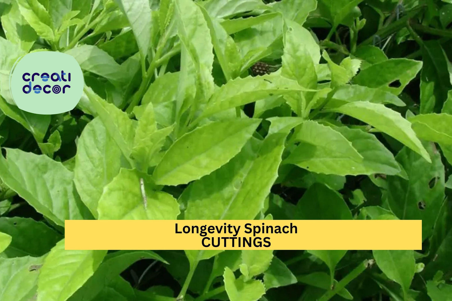 6 Longevity Spinach Cuttings | Gynura procumbens Starter Plants | Easy to Root | Fast Growing Edible Green | Zone 9+ | Free Shipping