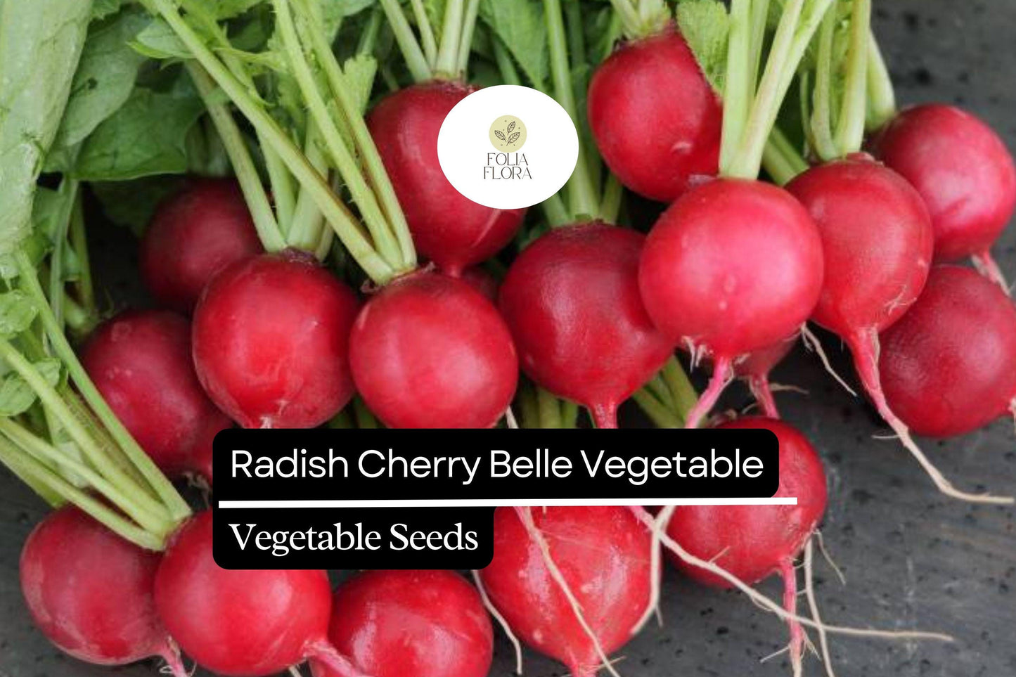 200 Seeds Cherry Belle Radish - Raphanus sativus | Quick-Growing Crunchy Red Radishes