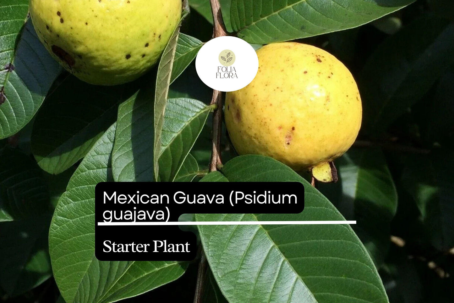 1 Starter Plant Mexican Guava (Psidium guajava) Fruit Tree 1’-2’ Live Tropical Tree