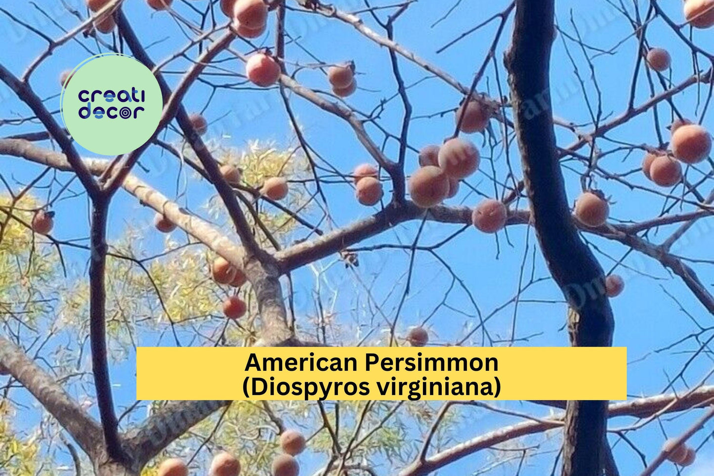 American Persimmon Trees | Set of 3 Diospyros virginiana Seedlings | Native Fruit Tree Starters for Orchards, Gardens, Landscaping