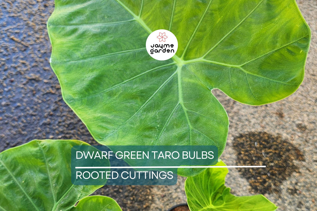 10 Dwarf Green Taro Bulbs - Colocasia Esculenta - Koi Pond, Bog, Tropical Plant - Edible, Fast-Growing, Zone 8+