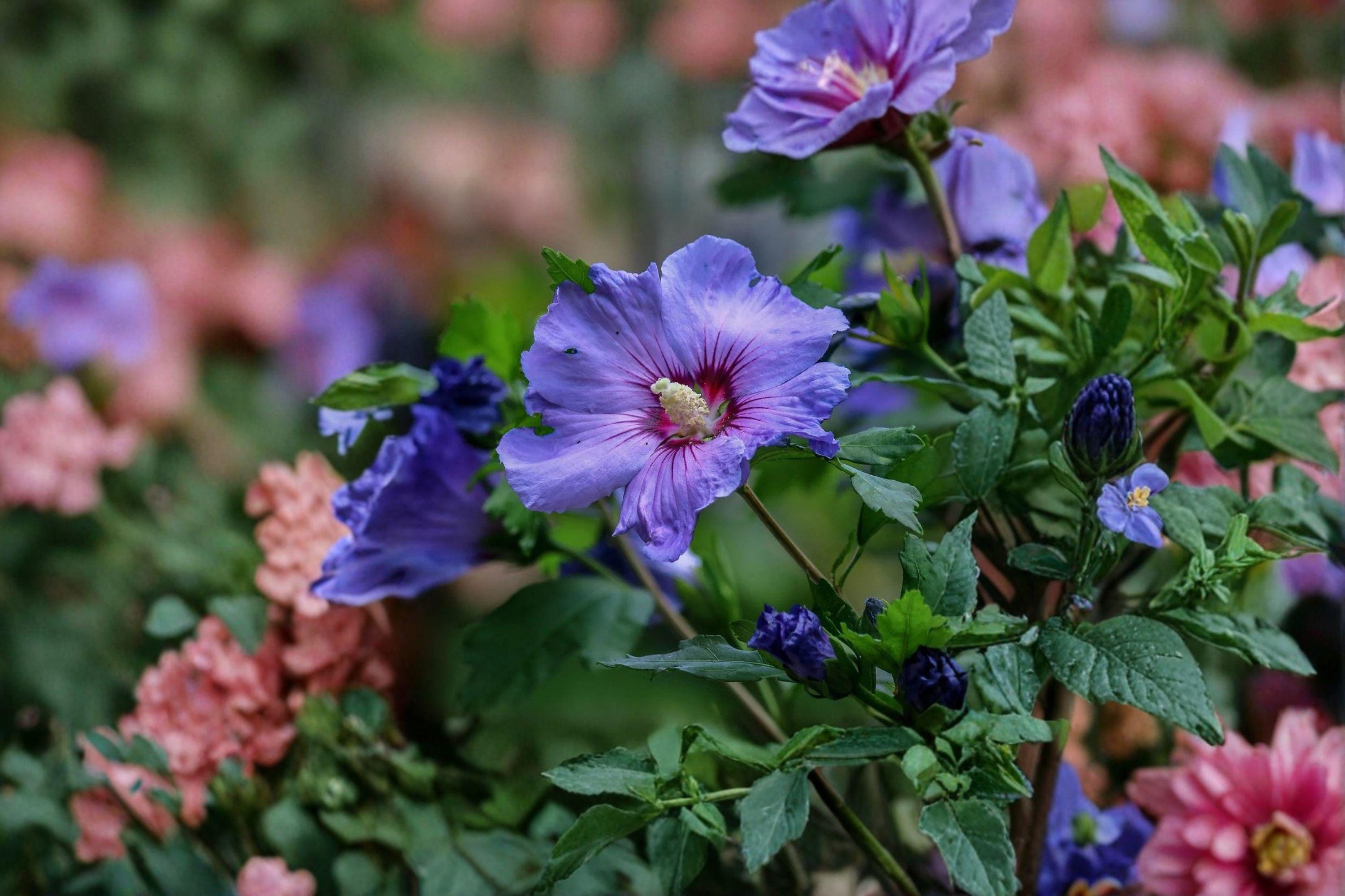 Rose of Sharon Seeds – Hibiscus syriacus | 10 Seeds | Hardy Flowering Shrub Althea