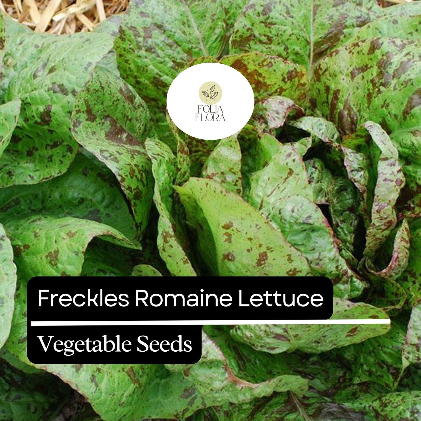 1000 Freckles Romaine Lettuce Seeds – Heirloom, Non-GMO, Speckled Red & Green Leaves