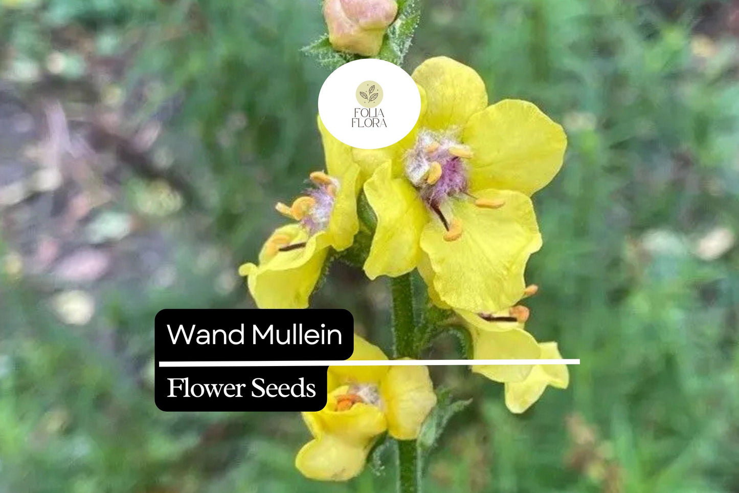 Wand Mullein Seeds (Verbascum virgatum) | 25 Seeds | Tall Biennial with Yellow Flower Spikes | Pollinator-Friendly