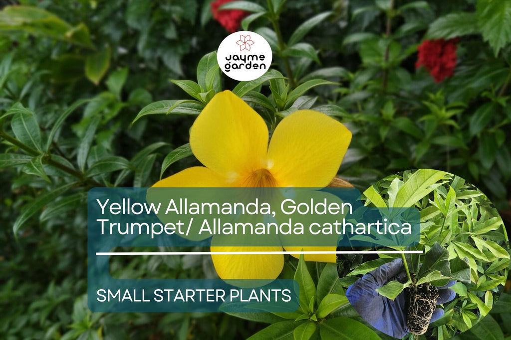 Yellow Allamanda Small Starter Plant - Golden Trumpet (Allamanda cathartica) - Tropical Perennial with Vibrant Yellow Flowers