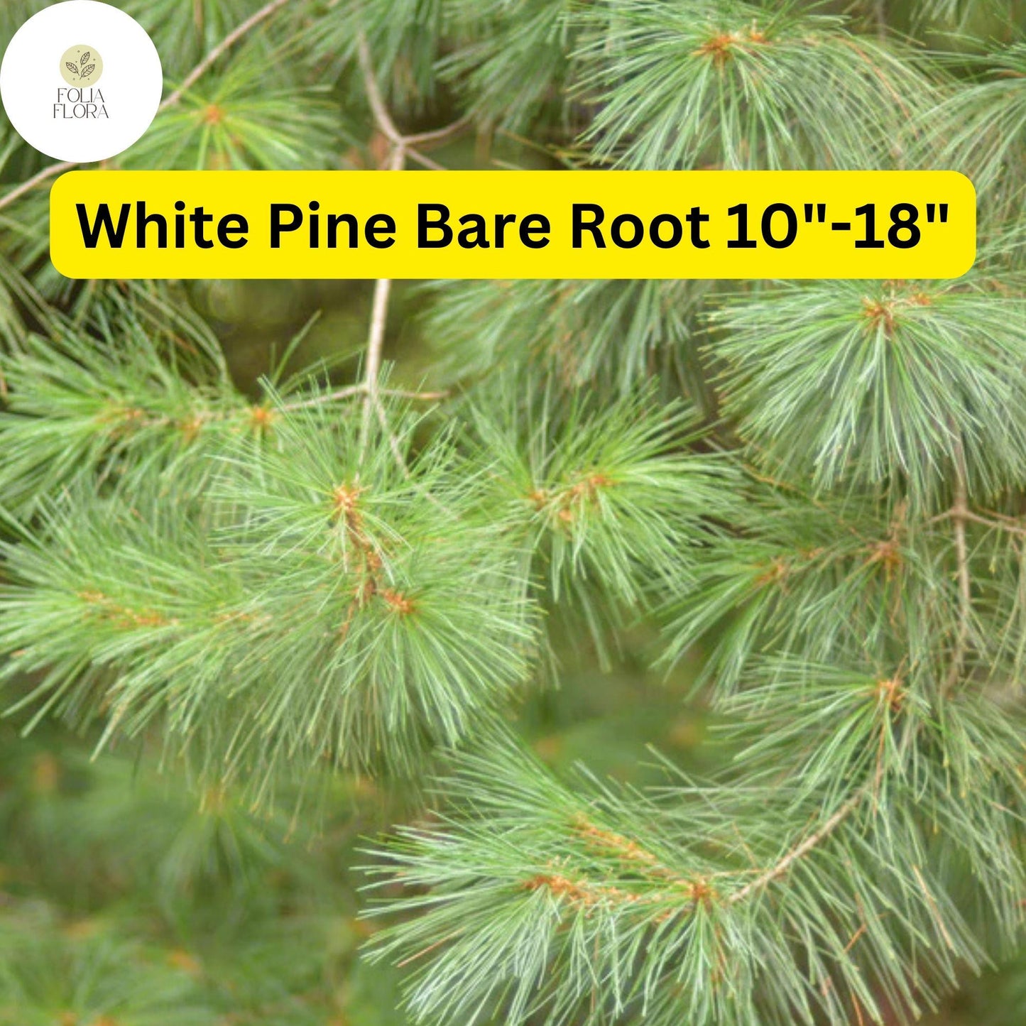 1 White Pine Tree (Pinus strobus) – Live Bare Root Plant 10"-18"