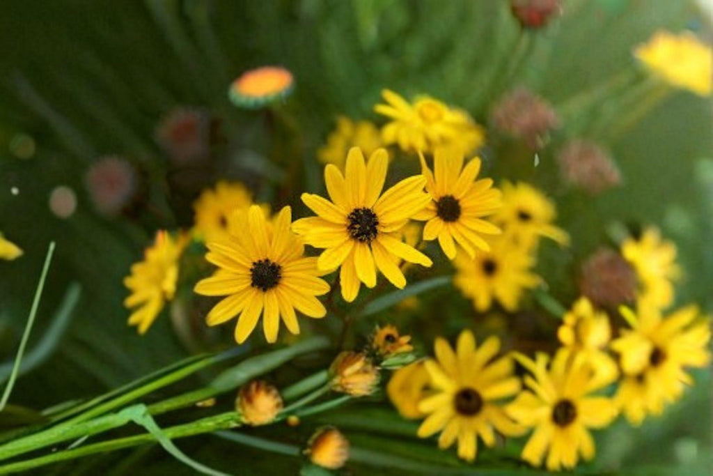 Helianthus angustifolius – Swamp Sunflower 200 Seeds | Native Perennial Sunflower | Tall Late Bloomer | Pollinator Powerhouse