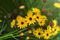 Helianthus angustifolius – Swamp Sunflower 200 Seeds | Native Perennial Sunflower | Tall Late Bloomer | Pollinator Powerhouse