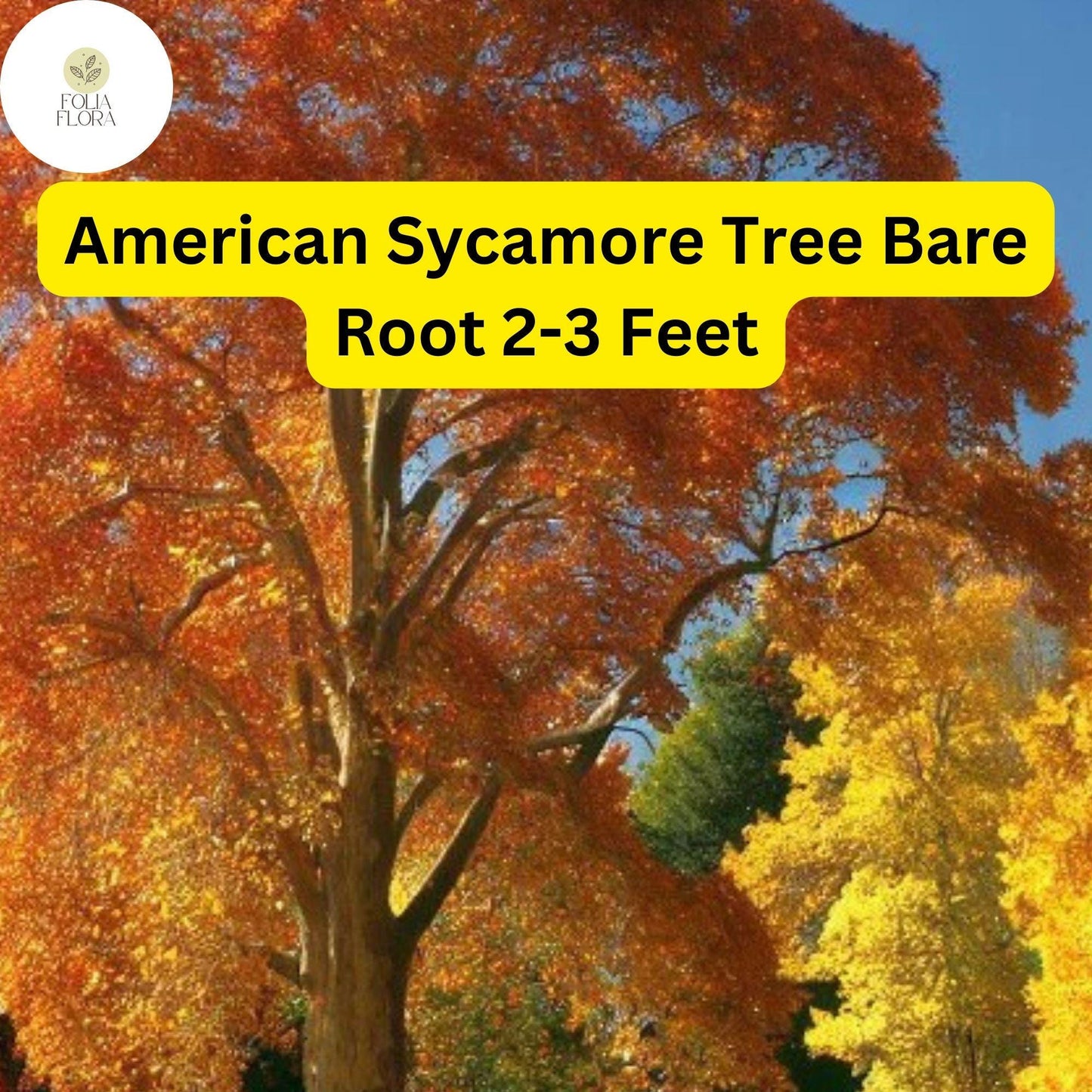 1 Platanus occidentalis American Sycamore Tree - 2-3 Ft Live Bare Root Plant for Zones 4-9 - Fast-Growing Shade Tree