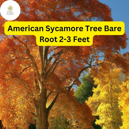 1 Platanus occidentalis American Sycamore Tree - 2-3 Ft Live Bare Root Plant for Zones 4-9 - Fast-Growing Shade Tree