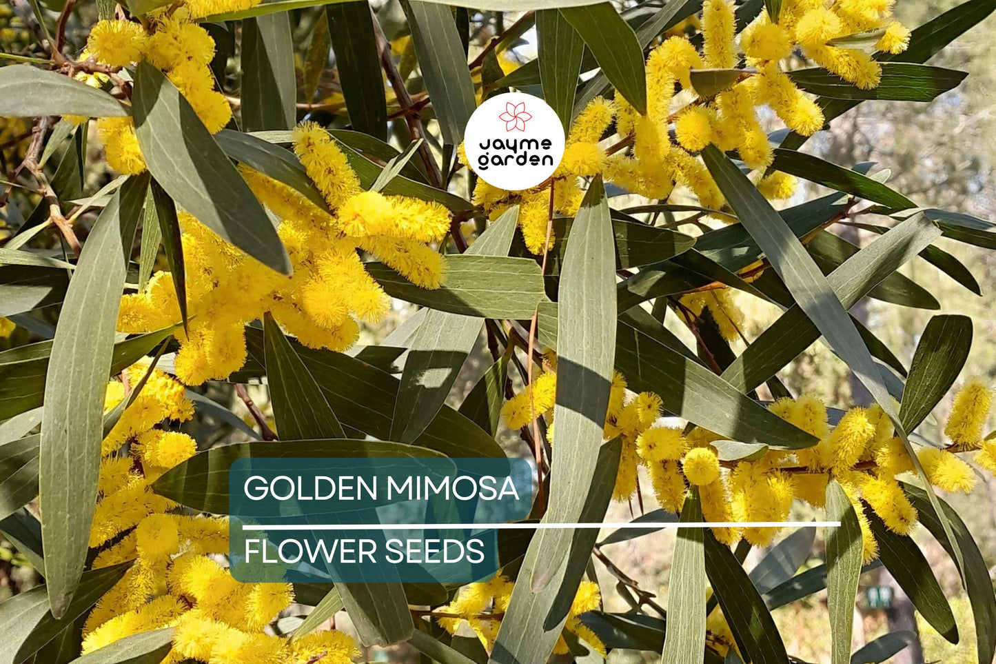 10 Golden Mimosa Tree Seeds (Acacia baileyana) - Fast Growing Yellow Wattle Flower, 25ft Tall