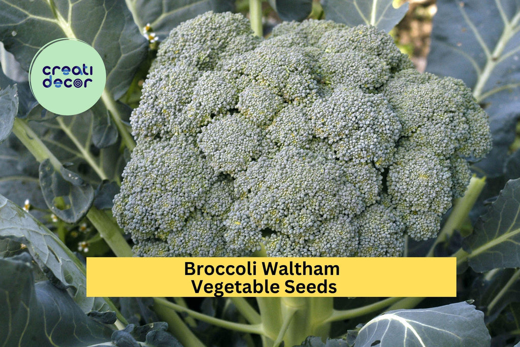 3pcs x 1g Broccoli Waltham Seeds – Heirloom Variety for Garden Beds, Raised Rows, or Container Vegetable Growing Seeds for Planting