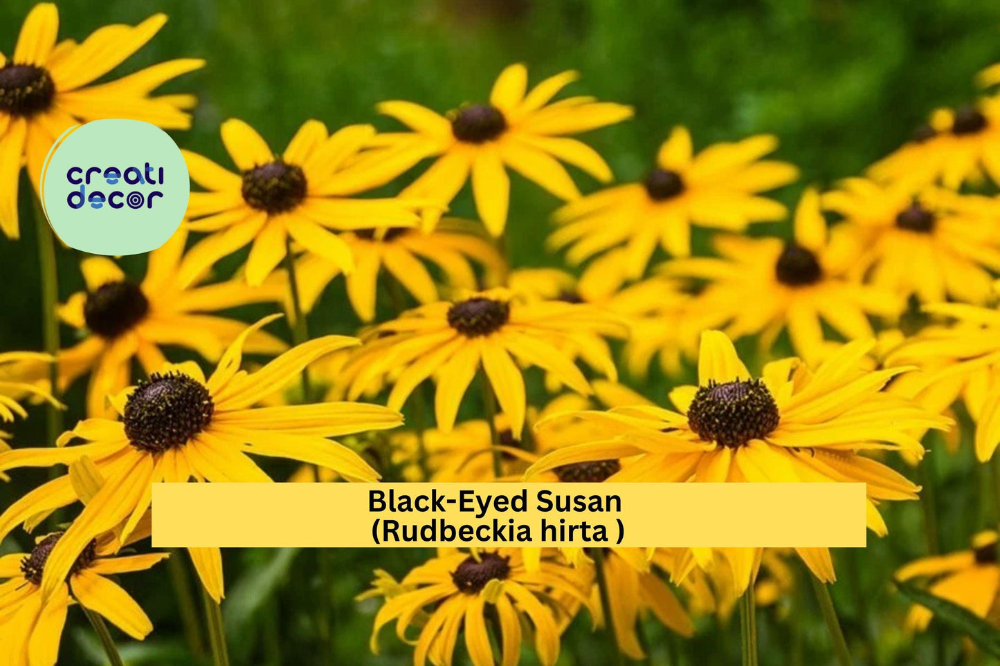 Black-Eyed Susan – Rudbeckia hirta – Large 3+ Year Well-Rooted Live Perennial Plant, Yellow Coneflower for Garden Borders