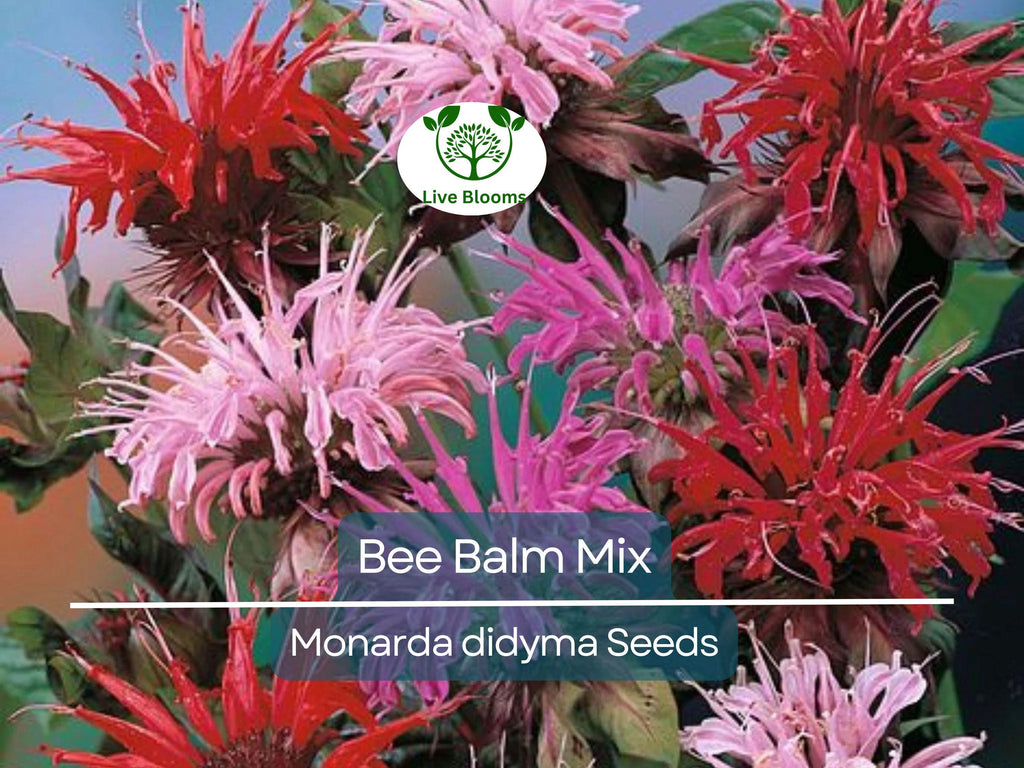 50 Seeds Bee Balm Monarda Didyma Mixed Colors, Perennial Hummingbird Plant, Non-GMO, Pollinator-Friendly, Vibrant Flowers for Garden