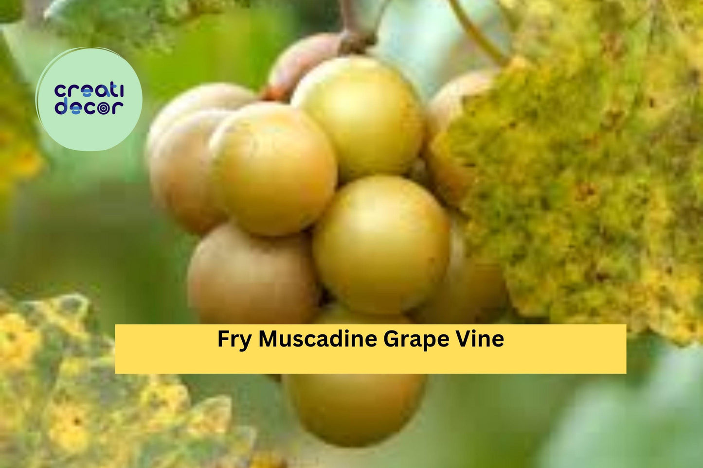 Fry Muscadine Grape Vine | 1 Live Bare Root Plant | Vitis rotundifolia ‘Fry’ | Hardy Fruit Vine for Outdoor Garden