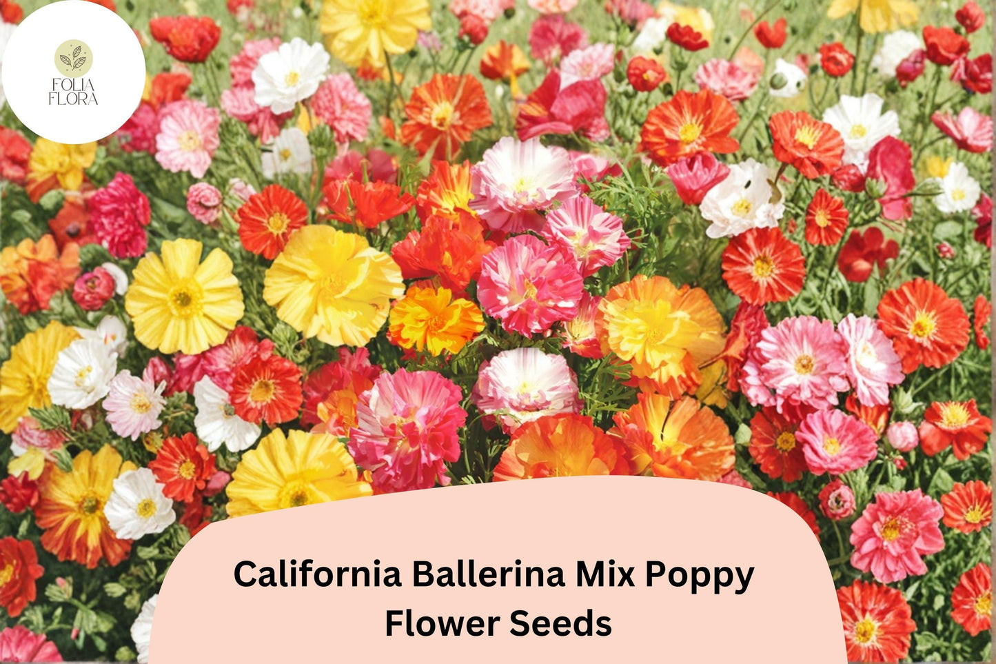 200+ California Ballerina Mix Poppy Seeds | Eschscholzia californica | Mixed Color Blooms | Easy Wildflower Seeds