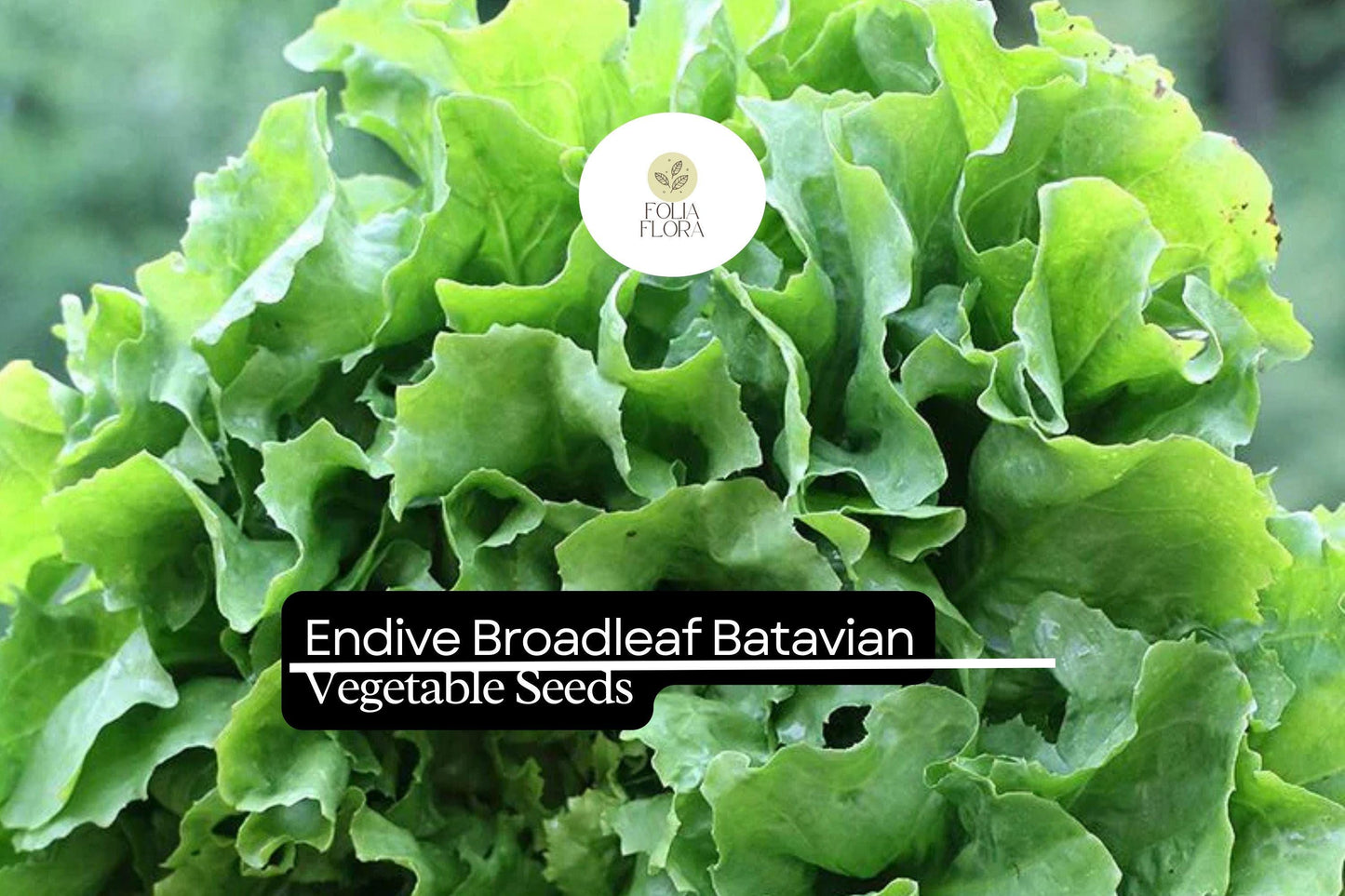 1g Endive Broadleaf Batavian Seeds Cichorium endivia | Heirloom Salad Green, Mild Flavor, Cold Hardy, Easy to Grow