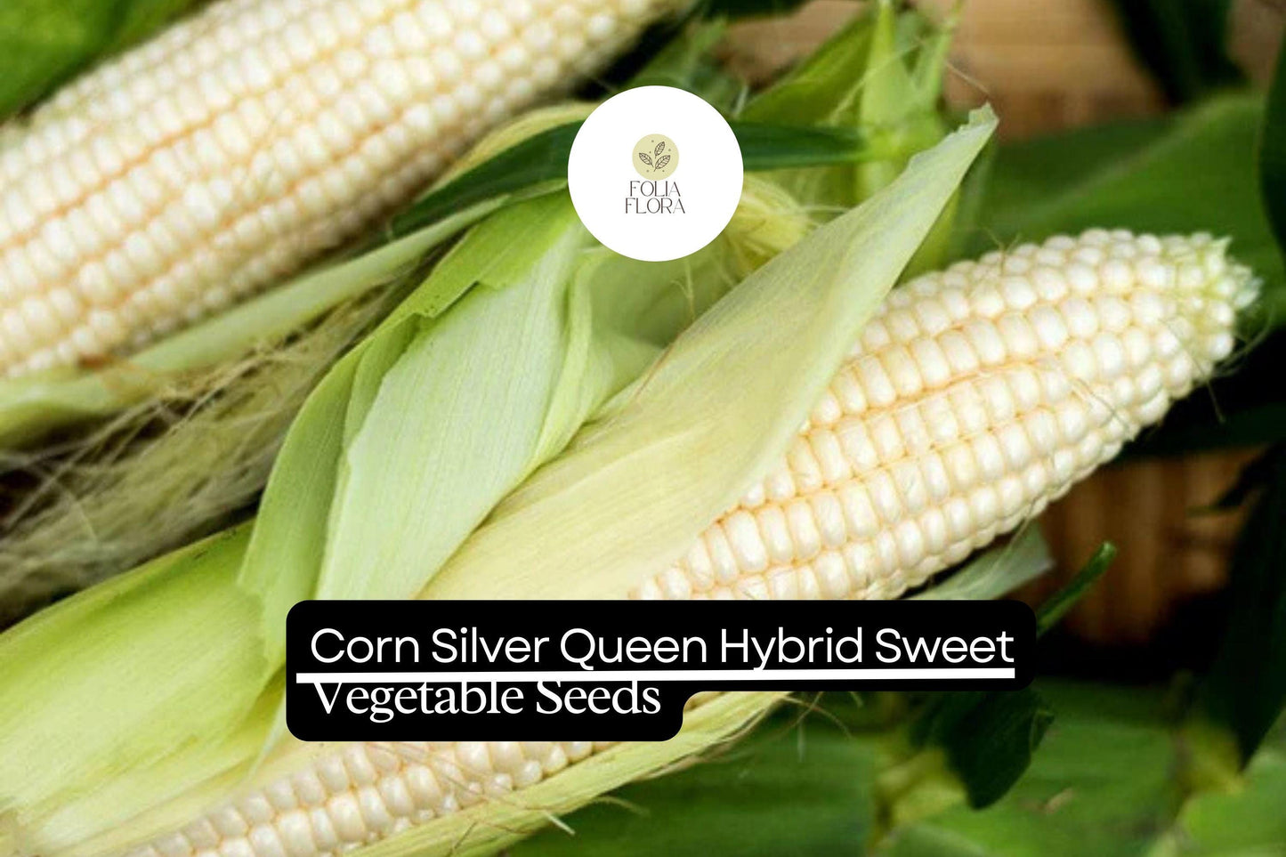 5g Corn Silver Queen Hybrid Sweet Seeds | Zea mays | High-Yield Sweet Corn | Easy to Grow & Delicious