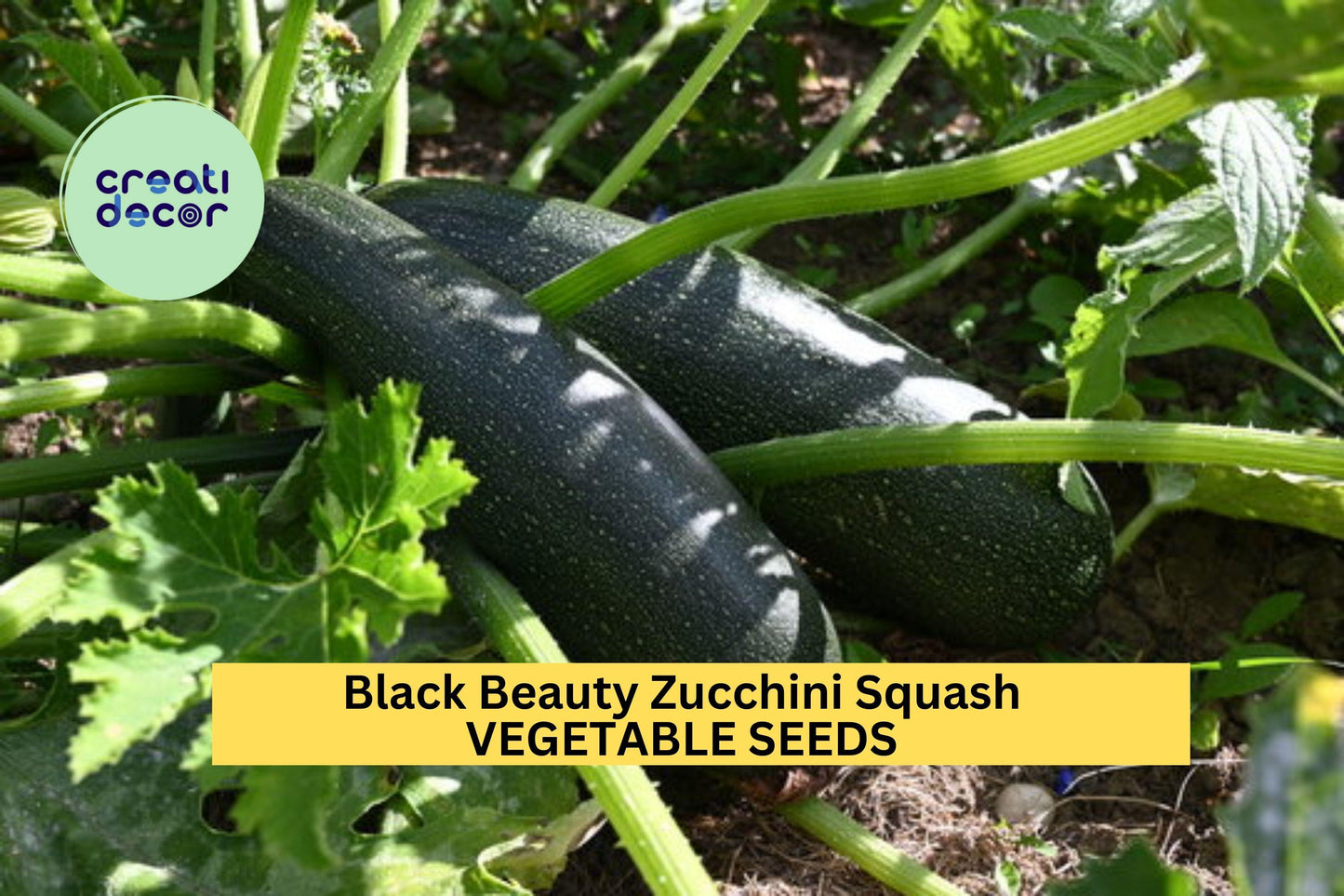 25+ Black Beauty Zucchini Seeds – Fast-Growing Summer Squash for Garden Planting, High-Yielding Heirloom Variety – USA