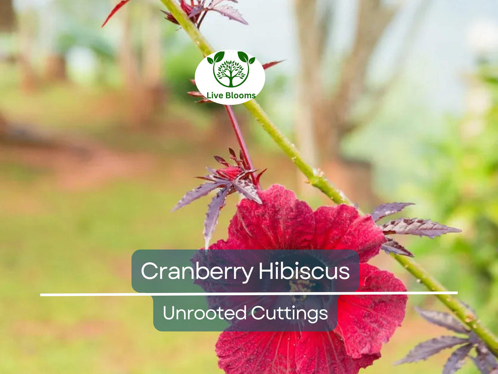 7 Live Cranberry Hibiscus Plant Clippings - Organic Edible Perennial, Perfect for Gardening & Cooking