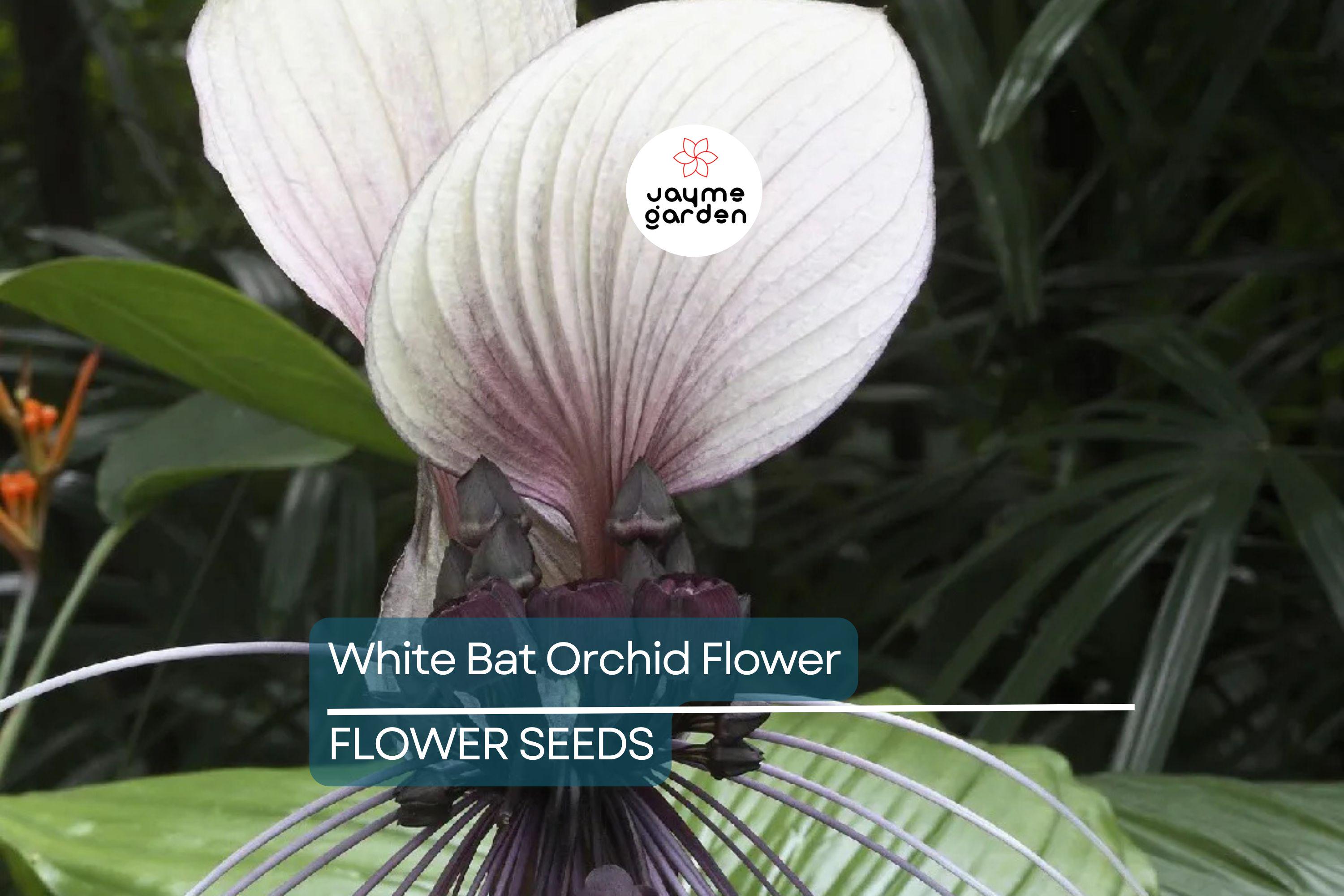 10 White Bat Orchid Flower Seeds (Tacca integrifolia) – Exotic Tropical Houseplant, Rare Bat Shape Flower