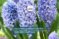 Hyacinthus Orientalis ‘Delft Blue’ – 2 Hyacinth Bulbs, 6" Fragrant Perennial Flowers, Spring Bloom, Easy to Grow