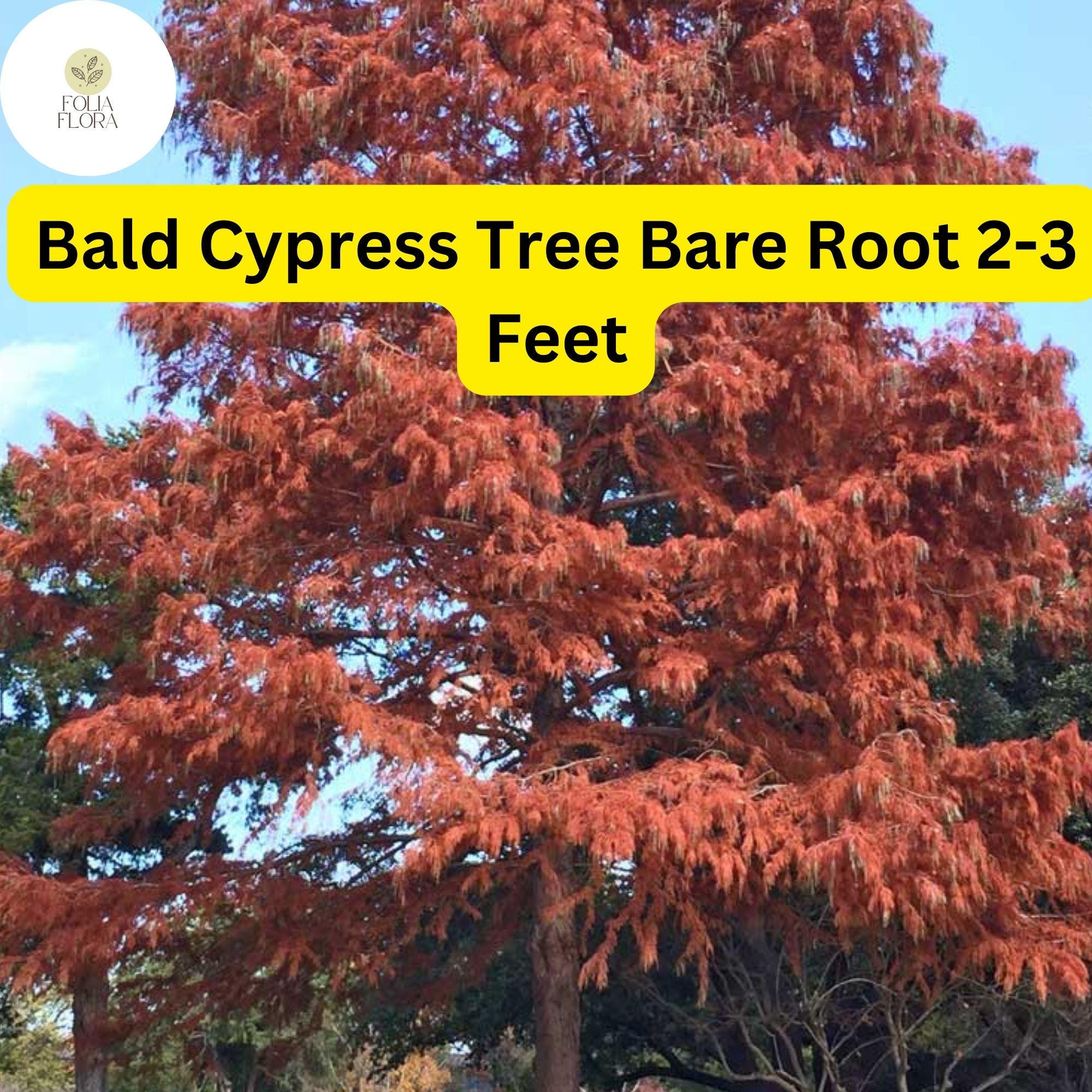 1 Bald Cypress Tree (Taxodium distichum) – Live Bare Root Plant 2-3 Feet